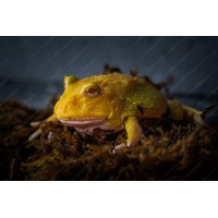 Rana Pacman Albina - Ceratophrys Cranwelli 